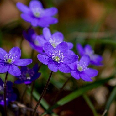 Blå anemoner